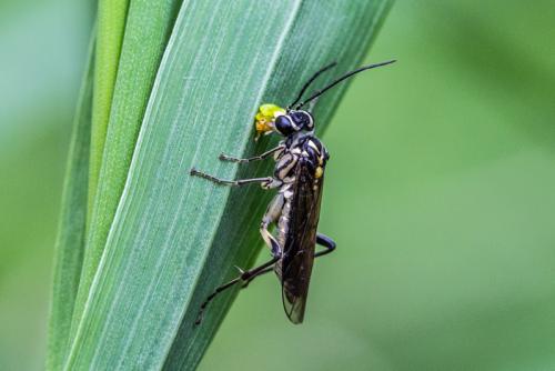 Réf. 214 769 : Pachyprotasis rapae